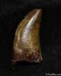 Inch T-Rex / Nanotyrannus Tooth #1264-1